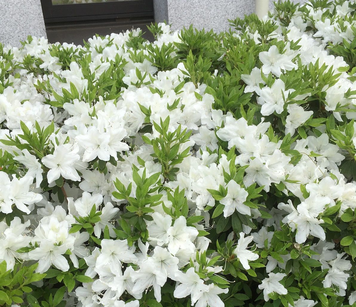 ほのぼの荘つくばよりツツジの花が植え込みいっぱいに咲きました～