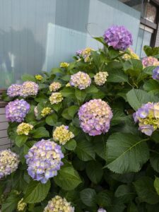 梅雨のはしり