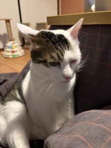 やっぱり猫の話