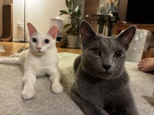 今年のブログ、来年のブログ