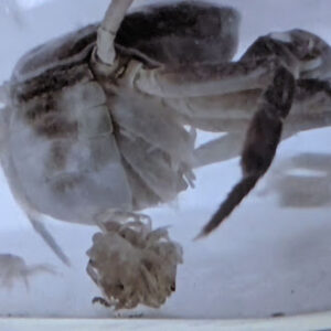 世紀の大発見！？　サワガニのおなかに…