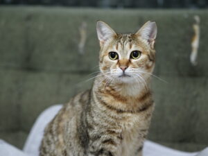 下僕とモフモフ