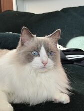 愛猫について